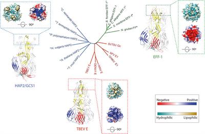 Fusexins, HAP2/GCS1 and Evolution of Gamete Fusion